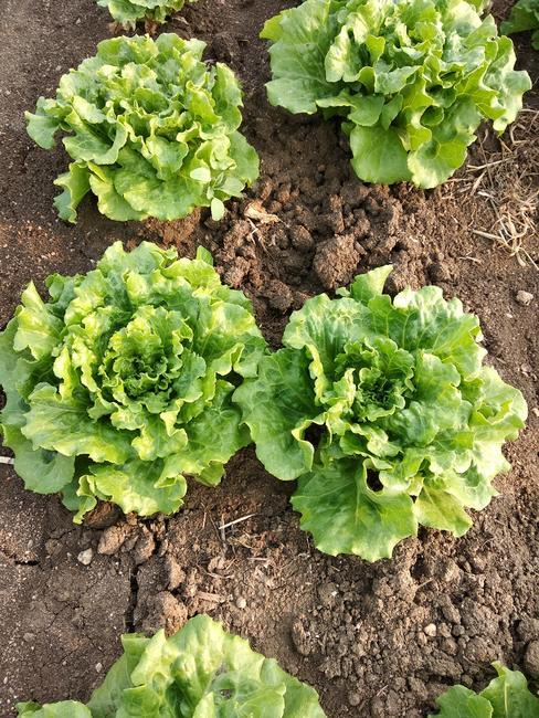 生菜的吉祥寓意