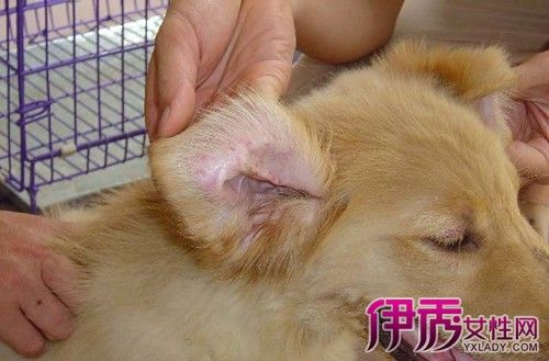 犬瘟有什么症状