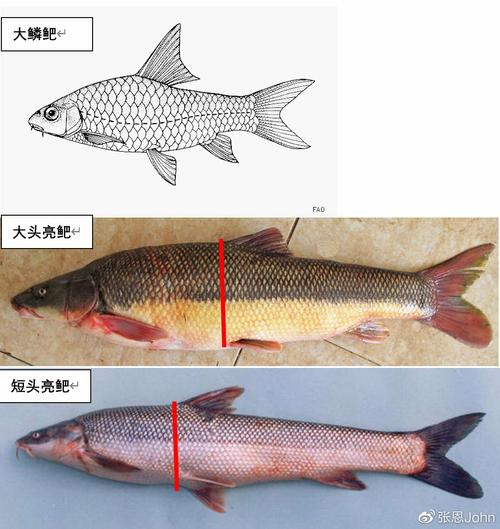 中国淡水银鳕鱼