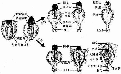 盘肠是哪个部位
