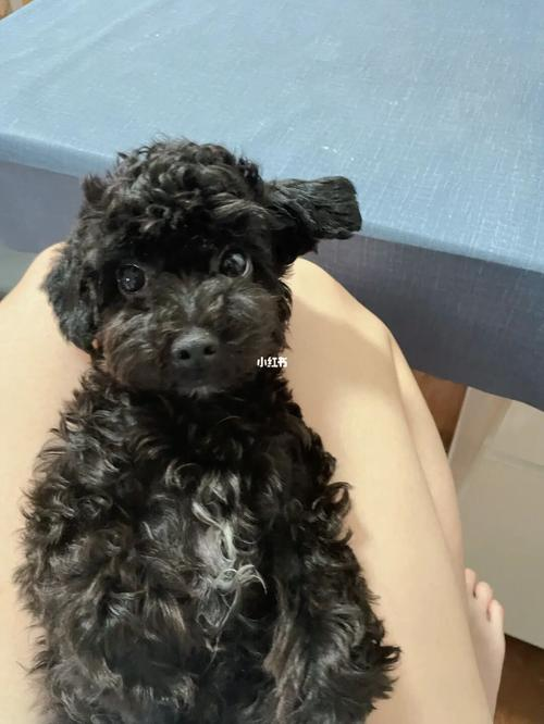 狗可以吃芝麻吗