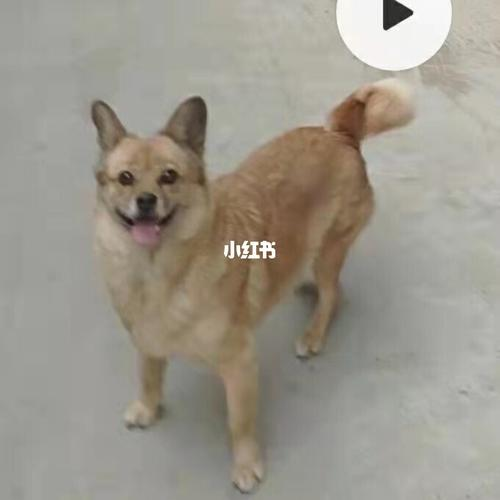 狗可以吃芝麻吗