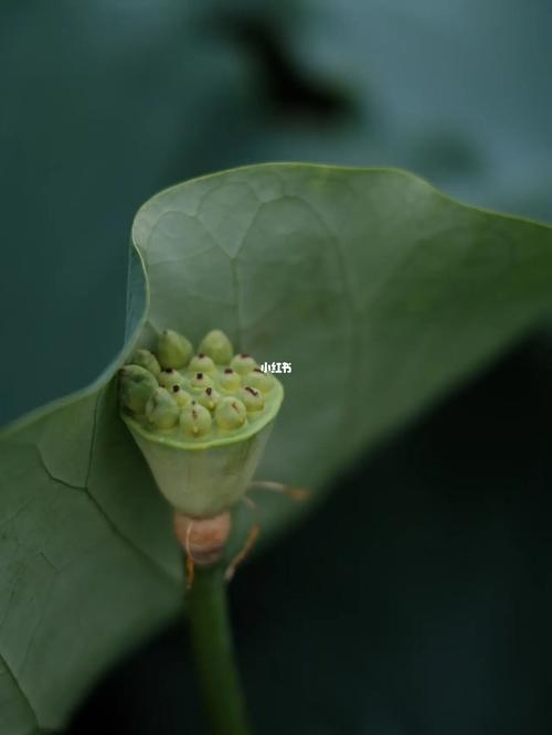 亭亭净植的意思