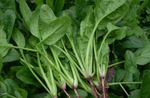 菠菜英语怎么读