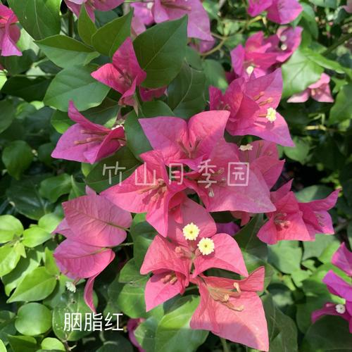三角梅花期多长