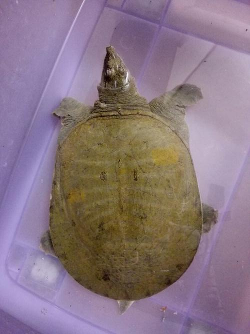 甲鱼一斤多少钱