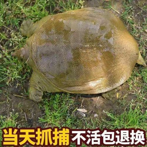 甲鱼一斤多少钱