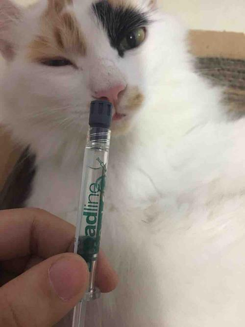 猫驱虫多久一次