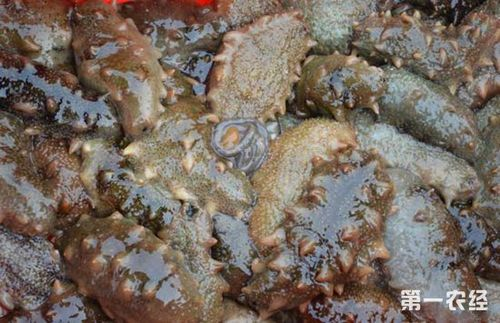 活海参怎么加工