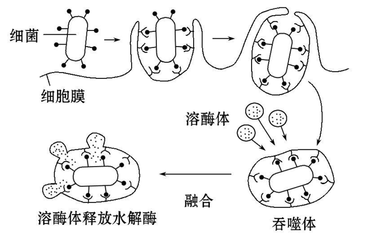 胞吐需要能量吗