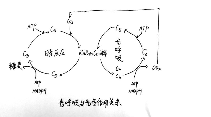 胞吐需要能量吗