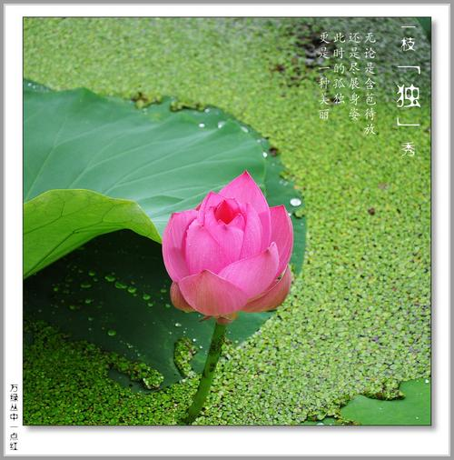 独秀是什么意思