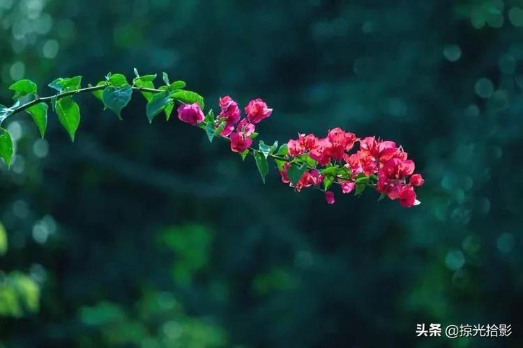 独秀是什么意思