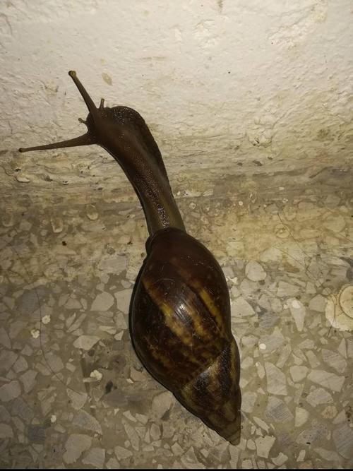 蜗牛粘液有毒吗