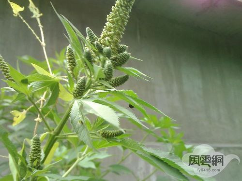豚草是什么植物