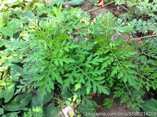 豚草是什么植物